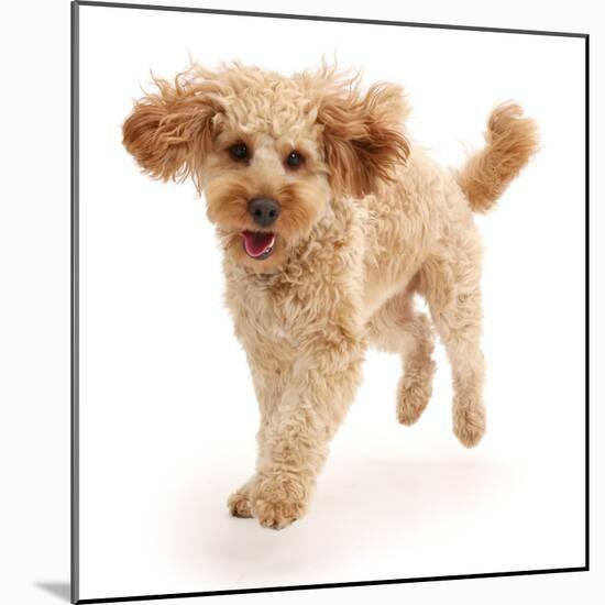 Cavapoo dog, Monty, 10 months, running.-Mark Taylor-Mounted Photographic Print