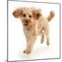 Cavapoo dog, Monty, 10 months, running.-Mark Taylor-Mounted Photographic Print