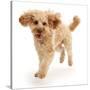 Cavapoo dog, Monty, 10 months, running.-Mark Taylor-Stretched Canvas