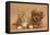 Cavapoo Puppy and Ginger Kitten-Mark Taylor-Framed Stretched Canvas