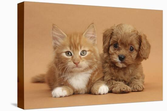 Cavapoo Puppy and Ginger Kitten-Mark Taylor-Stretched Canvas