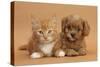 Cavapoo Puppy and Ginger Kitten-Mark Taylor-Stretched Canvas