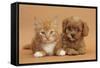 Cavapoo Puppy and Ginger Kitten-Mark Taylor-Framed Stretched Canvas