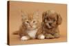 Cavapoo Puppy and Ginger Kitten-Mark Taylor-Stretched Canvas