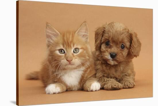 Cavapoo Puppy and Ginger Kitten-Mark Taylor-Stretched Canvas