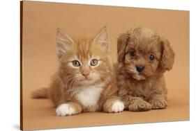 Cavapoo Puppy and Ginger Kitten-Mark Taylor-Stretched Canvas