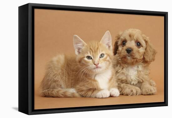 Cavapoo Puppy and Ginger Kitten-Mark Taylor-Framed Stretched Canvas