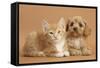 Cavapoo Puppy and Ginger Kitten-Mark Taylor-Framed Stretched Canvas