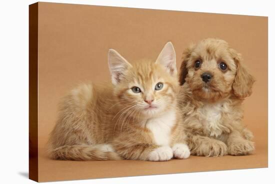 Cavapoo Puppy and Ginger Kitten-Mark Taylor-Stretched Canvas