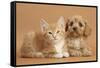 Cavapoo Puppy and Ginger Kitten-Mark Taylor-Framed Stretched Canvas