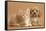 Cavapoo Puppy and Ginger Kitten-Mark Taylor-Framed Stretched Canvas