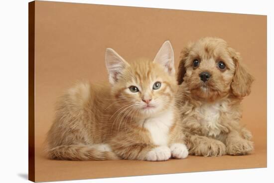 Cavapoo Puppy and Ginger Kitten-Mark Taylor-Stretched Canvas