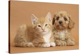 Cavapoo Puppy and Ginger Kitten-Mark Taylor-Stretched Canvas