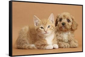 Cavapoo Puppy and Ginger Kitten-Mark Taylor-Framed Stretched Canvas