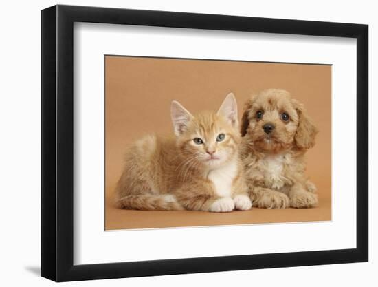 Cavapoo Puppy and Ginger Kitten-Mark Taylor-Framed Premium Photographic Print