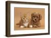 Cavapoo Puppy and Ginger Kitten-Mark Taylor-Framed Premium Photographic Print