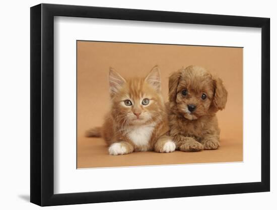 Cavapoo Puppy and Ginger Kitten-Mark Taylor-Framed Premium Photographic Print