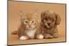 Cavapoo Puppy and Ginger Kitten-Mark Taylor-Mounted Premium Photographic Print