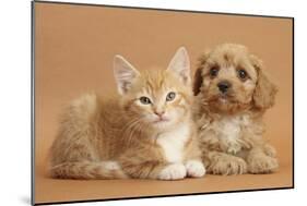 Cavapoo Puppy and Ginger Kitten-Mark Taylor-Mounted Photographic Print