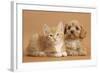 Cavapoo Puppy and Ginger Kitten-Mark Taylor-Framed Photographic Print