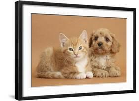 Cavapoo Puppy and Ginger Kitten-Mark Taylor-Framed Photographic Print