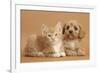 Cavapoo Puppy and Ginger Kitten-Mark Taylor-Framed Photographic Print