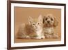 Cavapoo Puppy and Ginger Kitten-Mark Taylor-Framed Photographic Print