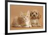 Cavapoo Puppy and Ginger Kitten-Mark Taylor-Framed Photographic Print