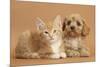 Cavapoo Puppy and Ginger Kitten-Mark Taylor-Mounted Photographic Print