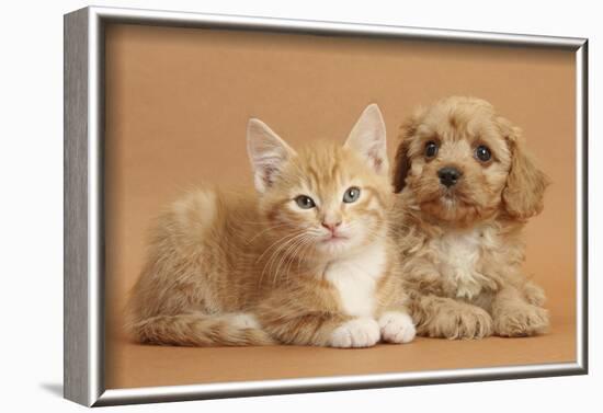 Cavapoo Puppy and Ginger Kitten-Mark Taylor-Framed Photographic Print