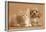 Cavapoo Puppy and Ginger Kitten-Mark Taylor-Framed Photographic Print