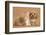 Cavapoo Puppy and Ginger Kitten-Mark Taylor-Framed Photographic Print