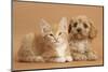 Cavapoo Puppy and Ginger Kitten-Mark Taylor-Mounted Photographic Print