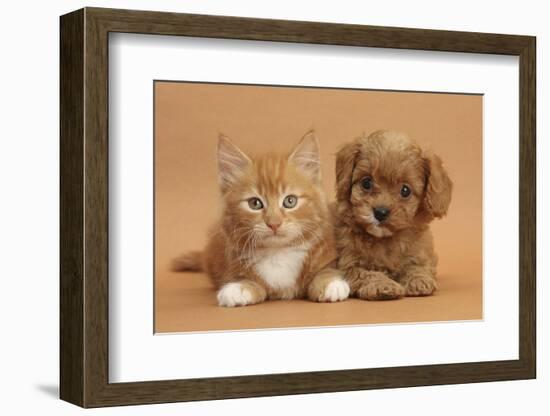 Cavapoo Puppy and Ginger Kitten-Mark Taylor-Framed Photographic Print