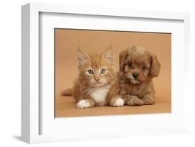 Cavapoo Puppy and Ginger Kitten-Mark Taylor-Framed Photographic Print