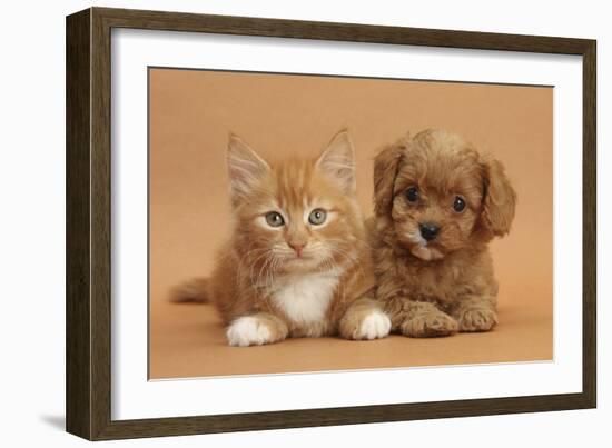 Cavapoo Puppy and Ginger Kitten-Mark Taylor-Framed Photographic Print