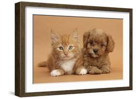 Cavapoo Puppy and Ginger Kitten-Mark Taylor-Framed Photographic Print