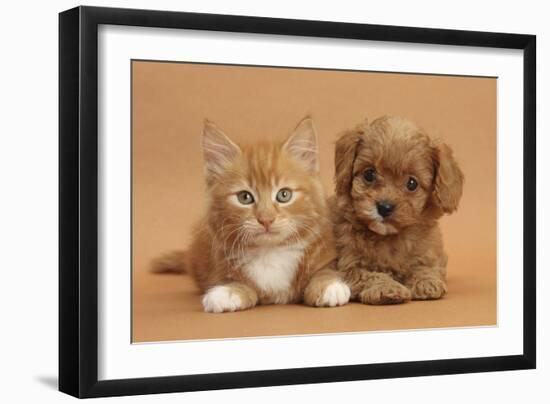 Cavapoo Puppy and Ginger Kitten-Mark Taylor-Framed Photographic Print