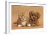 Cavapoo Puppy and Ginger Kitten-Mark Taylor-Framed Photographic Print