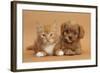 Cavapoo Puppy and Ginger Kitten-Mark Taylor-Framed Photographic Print