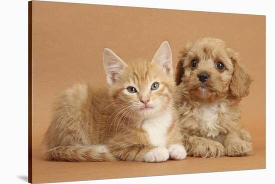 Cavapoo Puppy and Ginger Kitten-Mark Taylor-Stretched Canvas