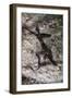 Cave Art, Algeria-null-Framed Giclee Print