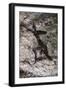 Cave Art, Algeria-null-Framed Giclee Print