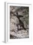 Cave Art, Algeria-null-Framed Giclee Print