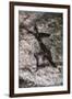 Cave Art, Algeria-null-Framed Giclee Print