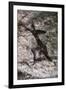 Cave Art, Algeria-null-Framed Giclee Print