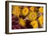 Cave Coral (Tubastrea Sp.) (Dendrophyllidae) Polyps Extended and Feeding at Night-Louise Murray-Framed Photographic Print