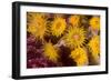 Cave Coral (Tubastrea Sp.) (Dendrophyllidae) Polyps Extended and Feeding at Night-Louise Murray-Framed Photographic Print