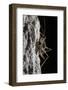 Cave Cricket Female (Troglophilus Cavicola) on the Side of Stalactite in Limestone Cave-Alex Hyde-Framed Photographic Print