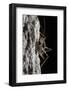 Cave Cricket Female (Troglophilus Cavicola) on the Side of Stalactite in Limestone Cave-Alex Hyde-Framed Photographic Print